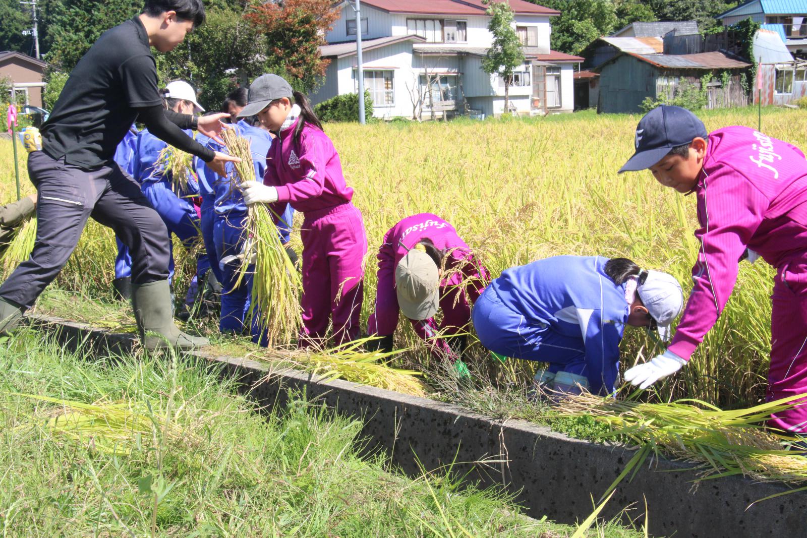 藤里学園稲刈り2