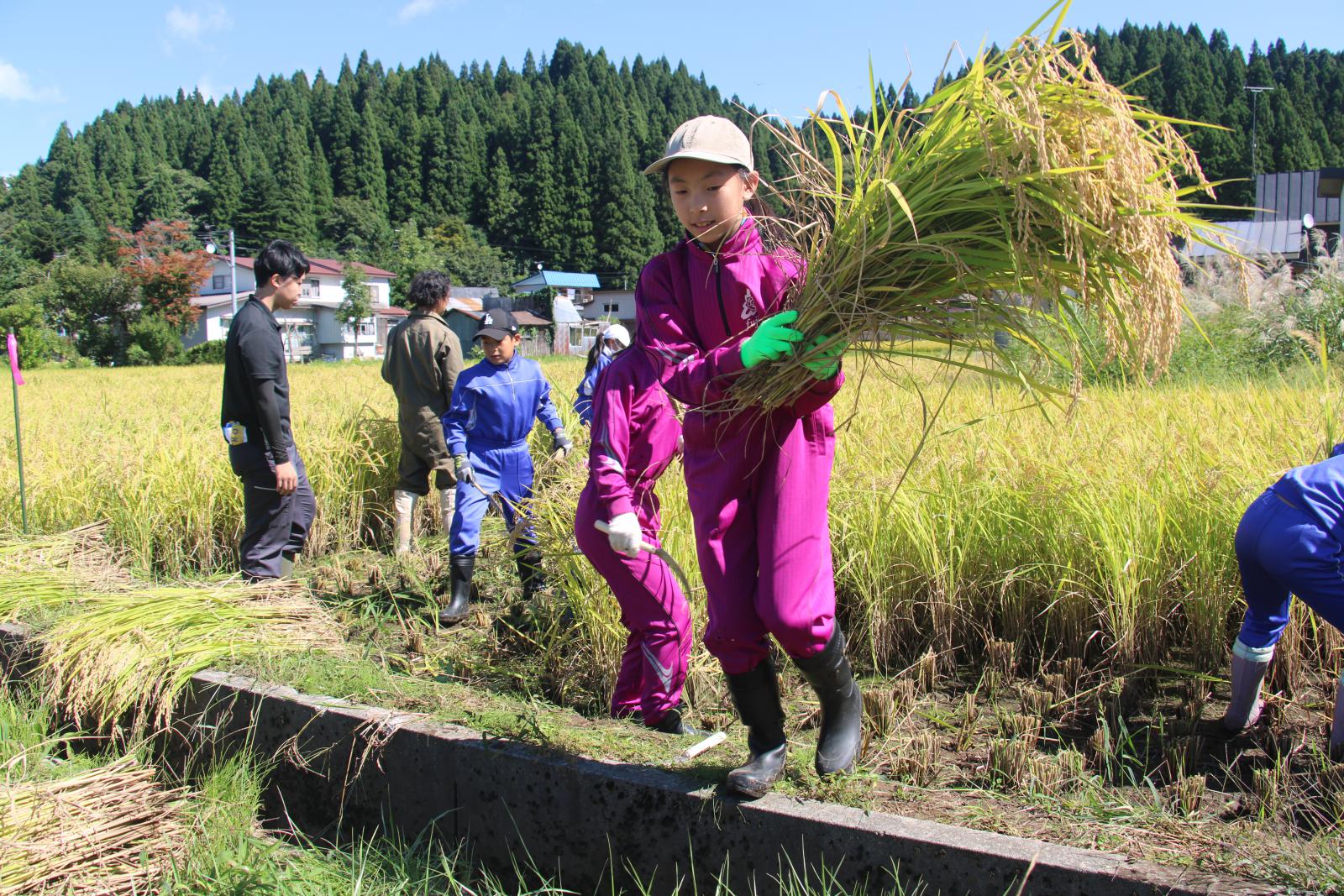 藤里学園稲刈り3