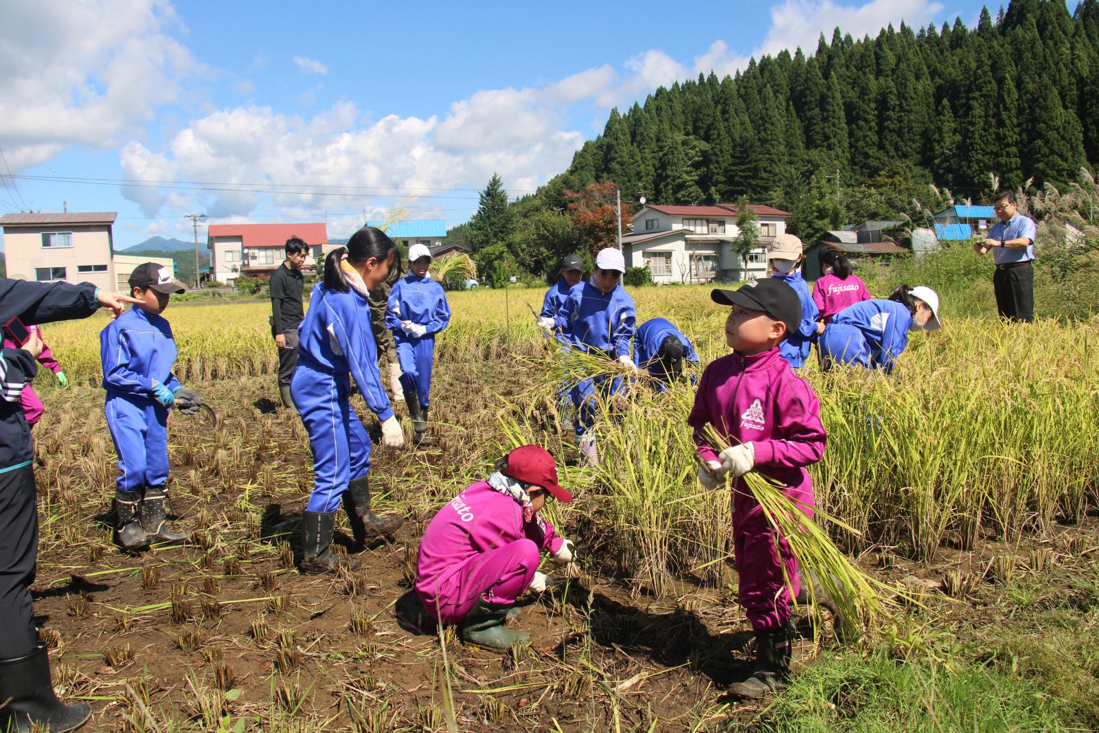 藤里学園稲刈り1