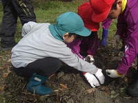 サツマイモを掘っている男の子