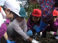 さつまいも掘り