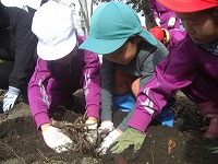 さつまいも掘り