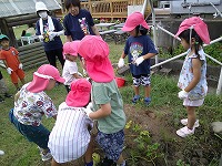 枝豆の収穫を始めます