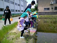 オタマジャクシを探す子どもたち