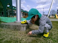 ありんこ観察