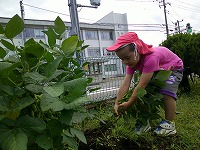 枝豆を引っ張ります
