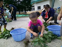 茎からもぎます