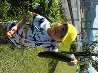 きゅうり6