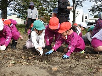 さつまいも掘り