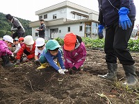 さつまいも掘り