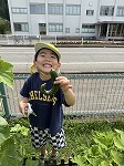 きゅうり1