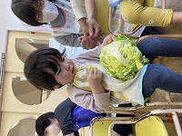 キャベツを触る子ども