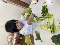 キャベツをちぎる女の子